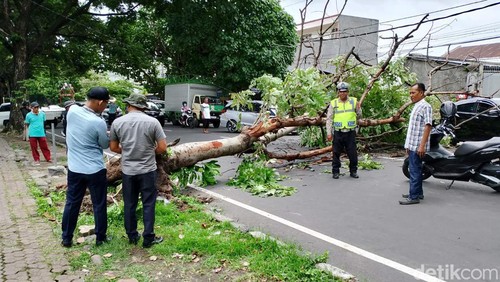 Pohon Tumbang di Mataram.