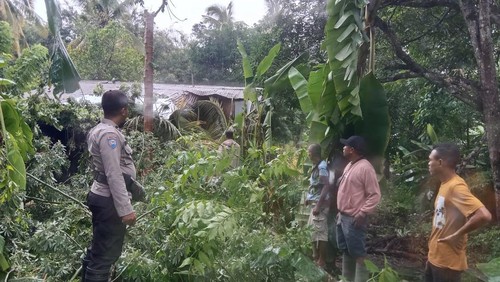 Rumah MS di Desa Oelfatu, Kecamatan Amfoang Barat Laut, Kabupaten Kupang, NTT, tertimpa pohon kelapa dan kapuk. (Dok Pospol Amfoang Barat Laut)