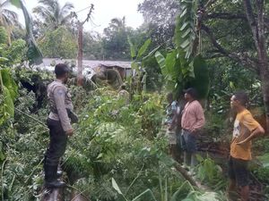 Pilu Bocah di Kupang Tewas gegara Rumah Tertimpa Pohon Kelapa-Kapuk