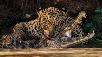 DUNIA ALAM & SATWA LIAR: Ian Ford (Inggris) berjudul Caiman Crunch, foto menakjubkan seekor jaguar menyerang buaya caiman di tepi sungai. Fotografer mengikuti jaguar yang mengintai mangsanya, dan menangkap momen tepat saat ia menerkam. Foto: Sony World Photography