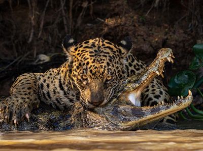 Jawara Open Competition Kontes Foto Sony 2024, Ada dari Indonesia