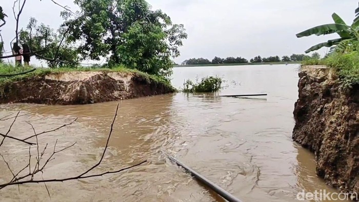 Tanggul Penahan Bengawan Solo Jebol, Ratusan Hektar Sawah Terendam
