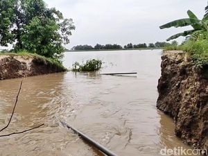 Ratusan Hektare Sawah Terendam gegara Tanggul Penahan Bengawan Solo Jebol