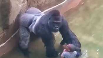 Harambe, seekor gorila punggung perak berusia 17 tahun, ditembak mati setelah terjadi insiden di mana seorang anak jatuh ke dalam kandangnya. Peristiwa ini menimbulkan diskusi online yang signifikan, dengan banyak yang mengkritik keputusan penjaga kebun binatang, dengan alasan bahwa Harambe ditembak tidak perlu. Foto tersebut menunjukkan momen-momen terakhir menjelang kematian Harambe di Kebun Binatang Cincinnati pada tahun 2016. Foto: Brightside