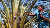 Pekerja merawat pohon dan buah kurma (Phoenix dactylifera) dari serangan hama di salah satu perkebunan kurma lembah Berbate, Aceh Besar, Aceh, Kamis (14/3/2024).