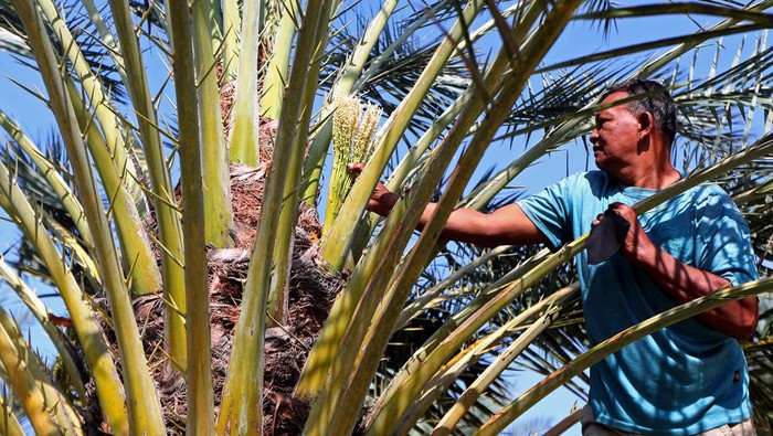 Melihat Perawatan Pohon Kurma di Aceh Pekerja merawat pohon dan buah kurma (Phoenix dactylifera) dari serangan hama di salah satu perkebunan kurma lembah Berbate, Aceh Besar, Aceh, Kamis (14/3/2024). Data Badan Pusat Statistik (BPS) menyebutkan untuk memenuhi permintaan pasar nasional, Indonesia masih mengimpor buah kurma dari Mesir, Uni Emirat Arab, Arab Saudi, Turki, Tunisia, Iran, Amerika Serikat, Aljazair, Palestina, Libia, dan Namibia yang diperkirakan setiap tahunnya mencapai 60 juta kilogram lebih. ANTARA FOTO/Irwansyah Putra/foc.