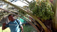 Data Badan Pusat Statistik (BPS) menyebutkan untuk memenuhi permintaan pasar nasional, Indonesia masih mengimpor buah kurma yang diperkirakan setiap tahunnya mencapai 60 juta kilogram lebih.  