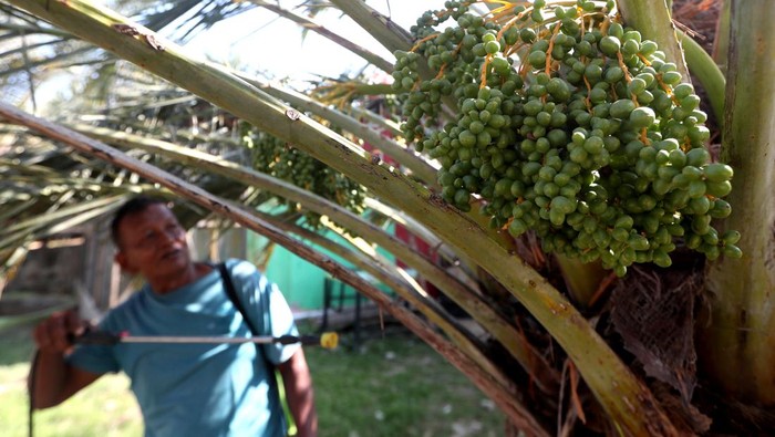 Pekerja merawat pohon dan buah kurma (Phoenix dactylifera) dari serangan hama di salah satu perkebunan kurma lembah Berbate, Aceh Besar, Aceh, Kamis (14/3/2024). Data Badan Pusat Statistik (BPS) menyebutkan untuk memenuhi permintaan pasar nasional, Indonesia masih mengimpor buah kurma dari Mesir, Uni Emirat Arab, Arab Saudi, Turki, Tunisia, Iran, Amerika Serikat, Aljazair, Palestina, Libia, dan Namibia yang diperkirakan setiap tahunnya mencapai 60 juta kilogram lebih. ANTARA FOTO/Irwansyah Putra/foc.