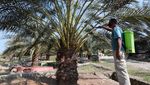 Melihat Perawatan Pohon Kurma di Aceh