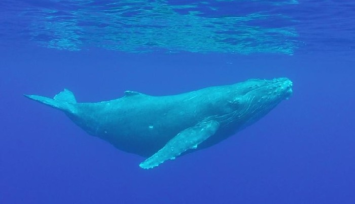 Balaenoptera musculus, paus biru antartika, hewan terbesar di dunia.