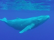 Bukan Gajah Atau Beruang! Inilah Hewan Terbesar di Dunia