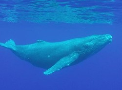 Imuwan Temukan Sinyal Bahaya dari Paus Biru