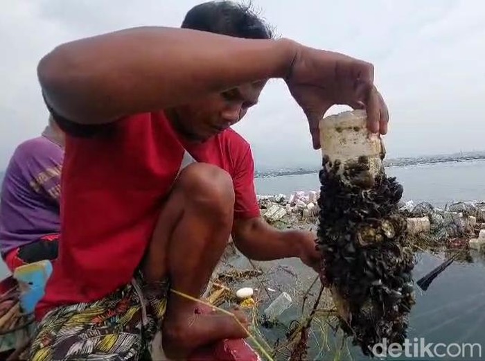 Pembudidaya kerang hijau di Bandar Lampung merugi akibat banjir