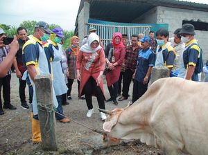 Antisipasi Antraks, Bupati Klaten Tinjau Vaksinasi Ternak di Katekan
