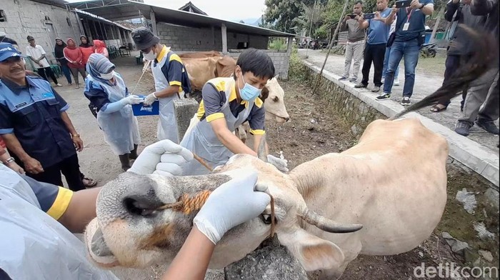 Pemkab Klaten melakukan vaksinasi antraks di Desa Katekan, Kecamatan Gantiwarno hari ini.