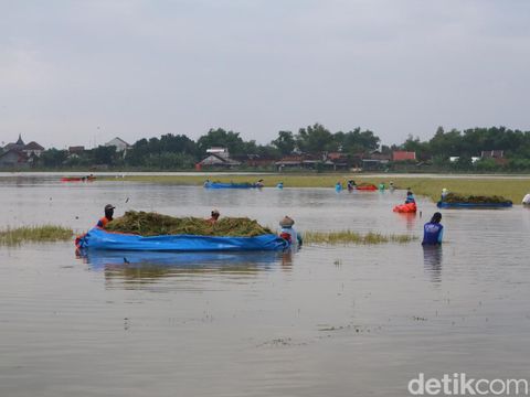 Petani panen menggunakan terpal untuk mengangkut padi yang kebanjiran di Desa Tondomulyo, Kecamatan Jakenan, Kabupaten Pati, Kamis (14/3/2024).