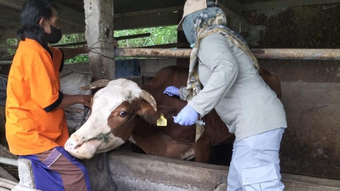 Petugas saat menyuntikkan antibiotik ke seekor sapi di Padukuhan Kayoman, Kalurahan Serut, Kapanewon Gedangsari, Gunungkidul, 8 Maret 2024.