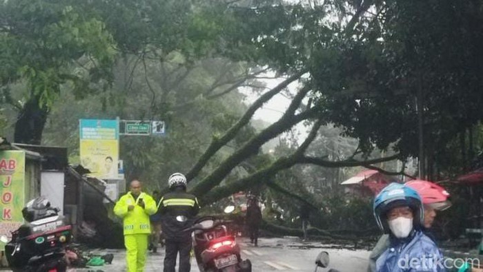 Pohon tumbang tutup akses jalan di Gadong, Bogor.