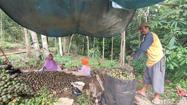 Produksi kolang-kaling di Ciamis