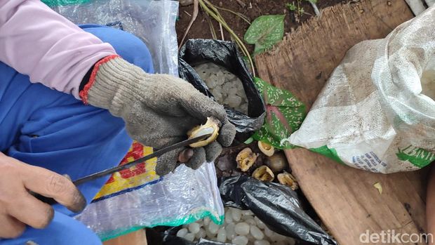 Produksi kolang-kaling di Ciamis