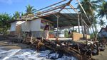 Rumah Roboh dan Ratusan Pohon di Padang Tumbang Akibat Abrasi Pantai