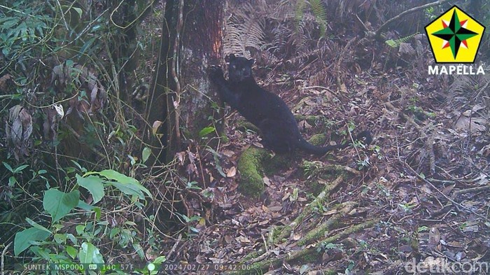 Seekor macan Jawa penghuni Gunung Sunda Purba yang ada di wilayah Jawa Barat berhasil terekam kamera trap milik Mahasiswa Pencinta Alam Langlangbuana (Mapella), Kota Bandung.