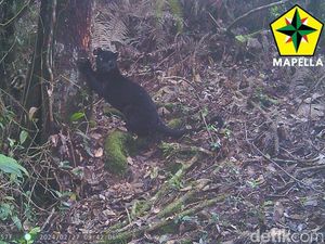 Kisah 10 Hari Tinggal di Hutan Demi Mencari Macan Gunung Sunda Purba