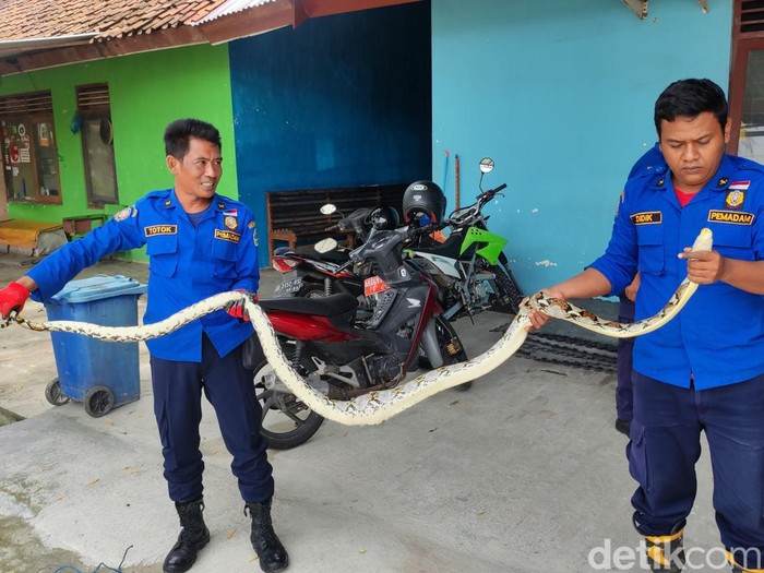 Ular sanca yang dievakuasi petugas Damkar Gunungkidul dari kandang ayam di Padukuhan Banagung, Kalurahan Tileng, Kapanewon Girisubo, Kabupaten Gunungkidul, Kamis (14/3/2024).