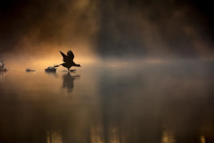British Wildlife Photography 2024