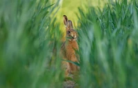 British Wildlife Photography 2024