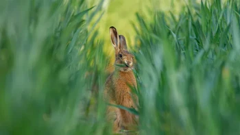 Pemenang kedua kategori Habitat diraih Steven Allcock Foto: British Wildlife Photography