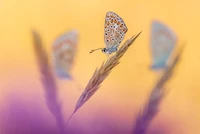 British Wildlife Photography 2024