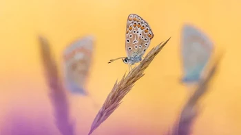 Pemenang kategori Hidden Britain diraih Ross Hoddinott Foto: British Wildlife Photography