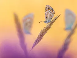 Karya Jawara British Wildlife Photography 2024 Bikin Mata Terpana