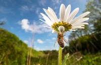 British Wildlife Photography 2024