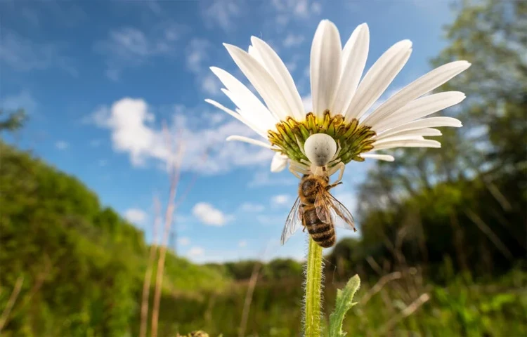 British Wildlife Photography 2024