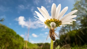 Pemenang kedua kategori Hidden Britain diraih Lucien Harris Foto: British Wildlife Photography