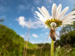 Karya Jawara British Wildlife Photography 2024 Bikin Mata Terpana