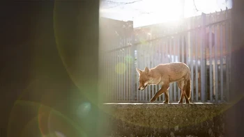 Pemenang kategori Urban Wildlife diraih Simon Withyman Foto: British Wildlife Photography