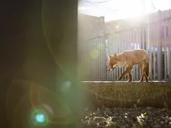 Karya Jawara British Wildlife Photography 2024 Bikin Mata Terpana