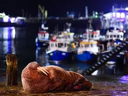 Karya Jawara British Wildlife Photography 2024 Bikin Mata Terpana