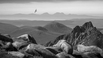 Pemenang kategori Black & White diraih JRobin Dodd Foto: British Wildlife Photography