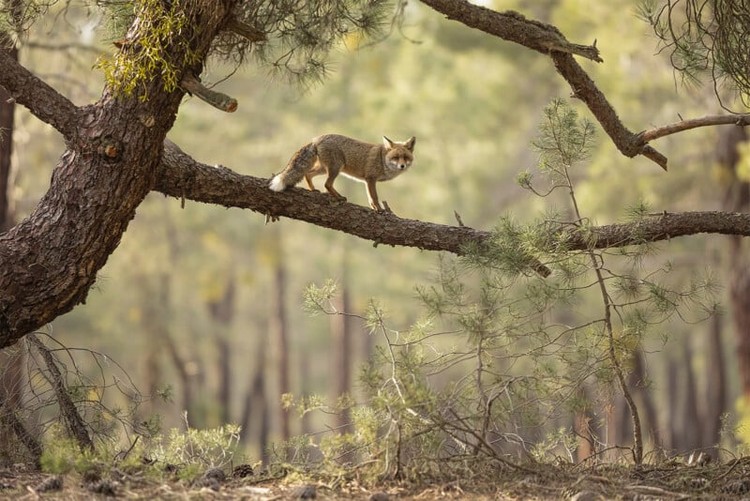British Wildlife Photography 2024