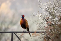 British Wildlife Photography 2024