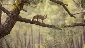 Pemenang kategori Habitat diraih Daniel Valverde Fernandez Foto: British Wildlife Photography