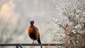 Royal Society for the Protection of Birds (RSPB) Young British Wildlife Photographer of the Year 2024 kategori 11 tahun ke bawah diraih Jamie Smart di Wales menampilkan Pheasant (Phasianus colchicus) Foto: British Wildlife Photography