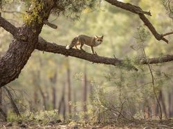 Karya Jawara British Wildlife Photography 2024 Bikin Mata Terpana