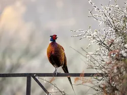 Karya Jawara British Wildlife Photography 2024 Bikin Mata Terpana