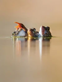 British Wildlife Photography 2024