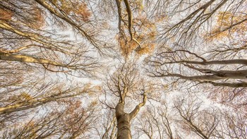 Pemenang kategori Wild Woods diraih Graham Niven Foto: British Wildlife Photography